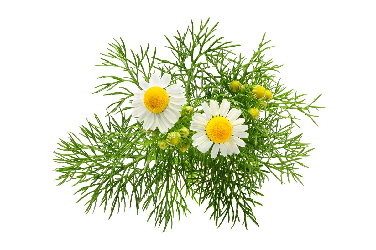Chamomile Pillow